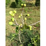Fichi neri
