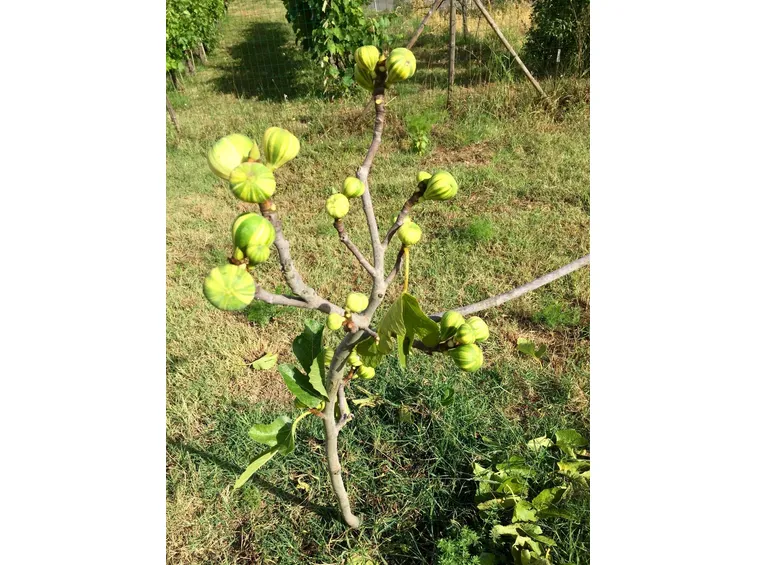 Fichi neri