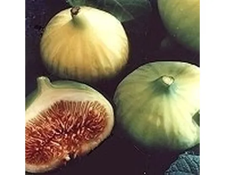 Fichi verdi