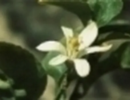 fiori di limone