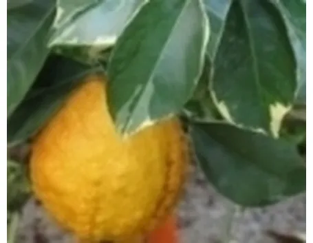 agrumi