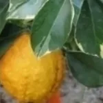 agrumi