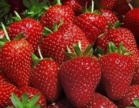 Fragole
