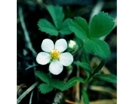 fragole 