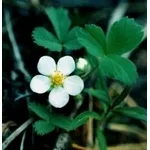 fragole 