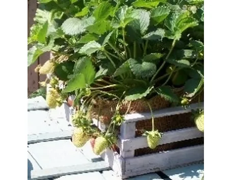 Fragole