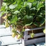 Fragole