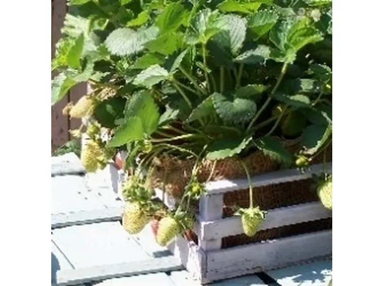 Fragole