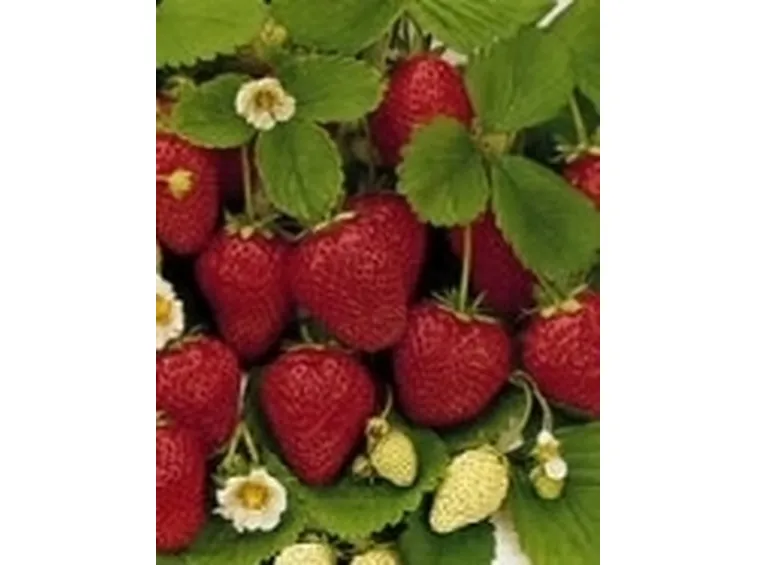 fragole