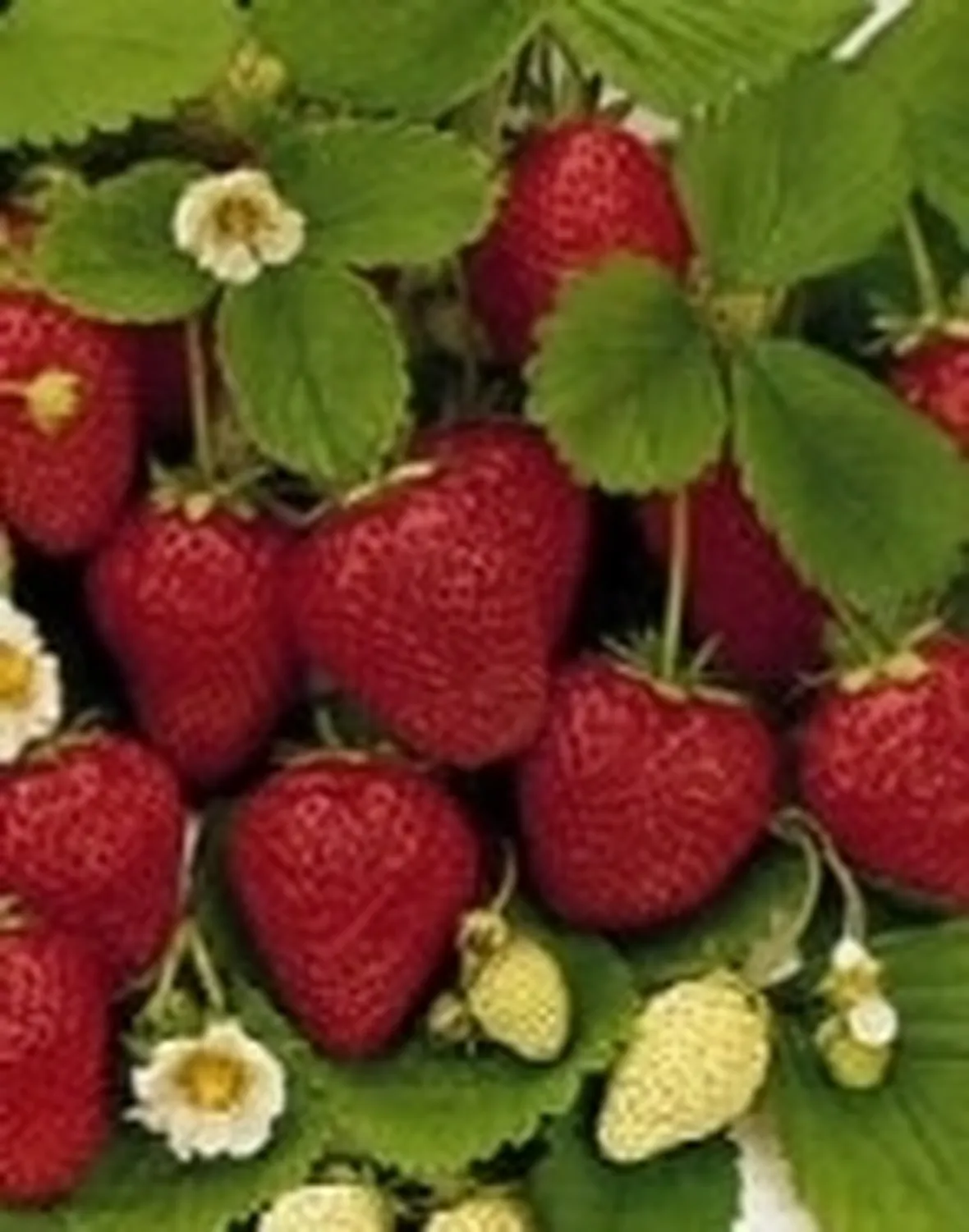 fragole