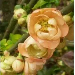 Fiori di cotogno