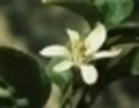 Fiore di limone