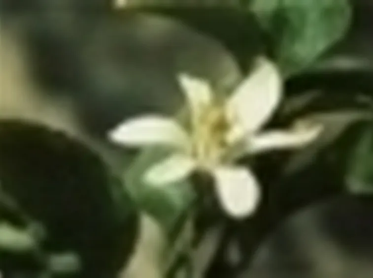 Fiore di limone