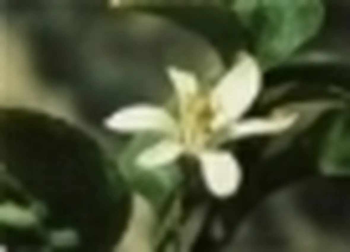 Fiore di limone