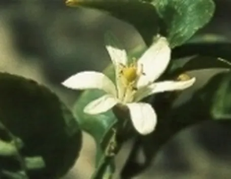 limone