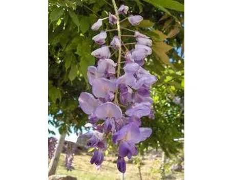 glicine
