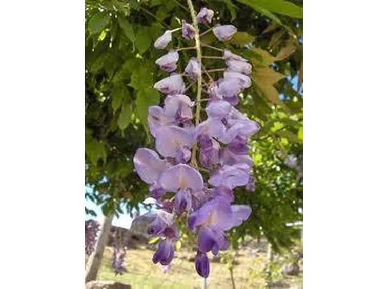 glicine