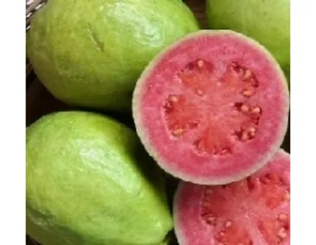 Frutto di guajava