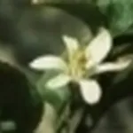 Limone