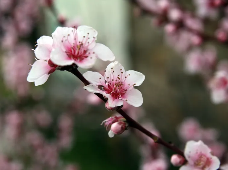 Fiori di pesco