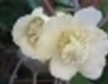 Fiori di kiwi