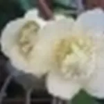 Fiori di kiwi