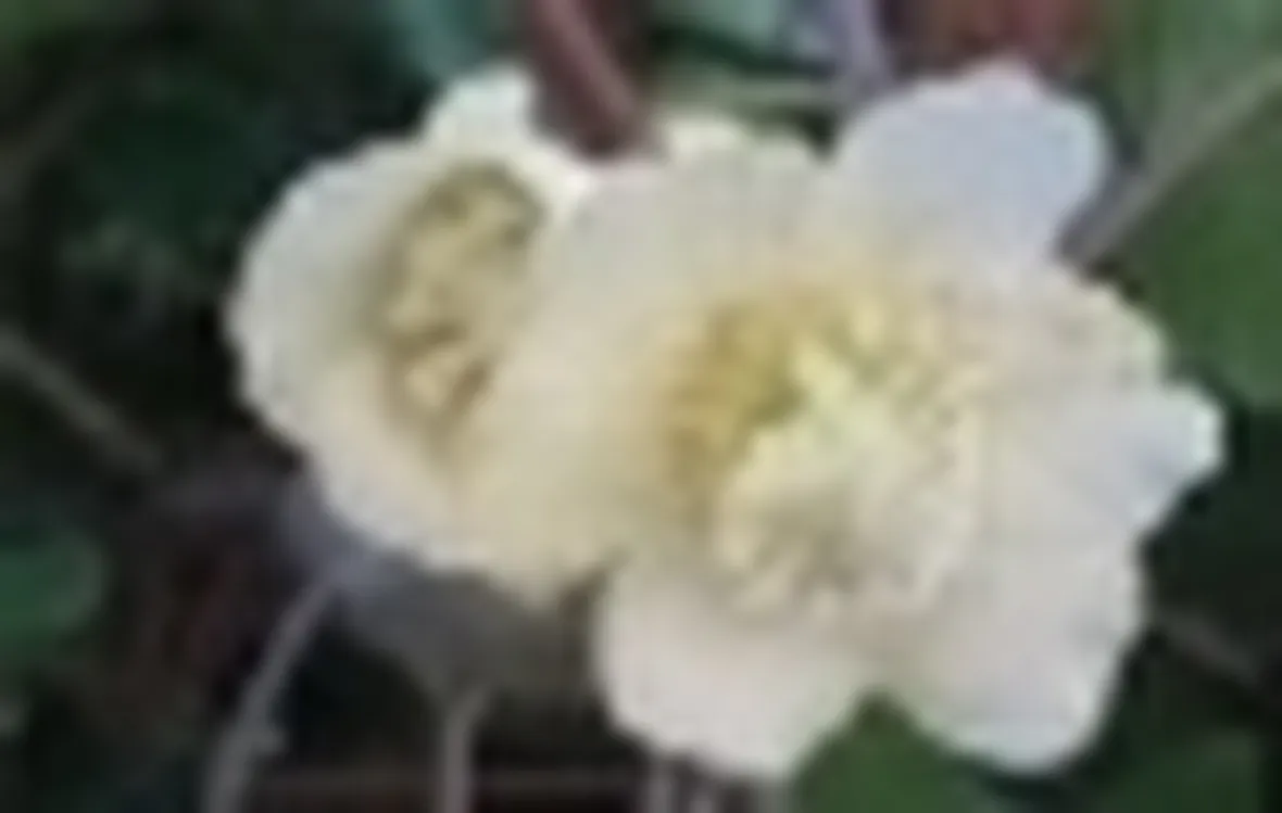 Fiori di kiwi
