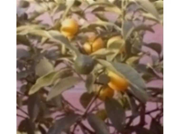 agrumi