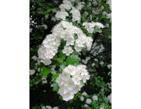 biancospino
