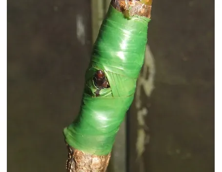 Ciliegie