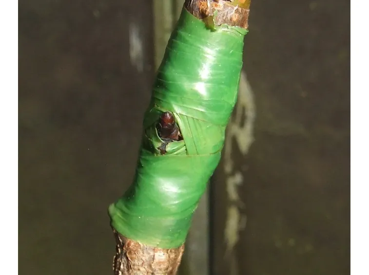 Ciliegie