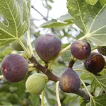 frutti di ficus carica