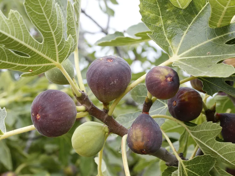 frutti di ficus carica