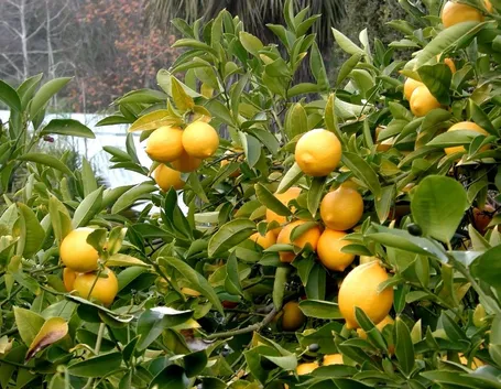 Limone