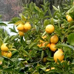 Limone