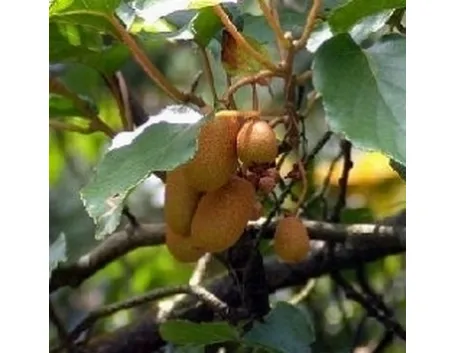 Kiwi maturi