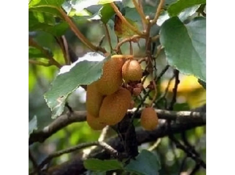 Kiwi maturi