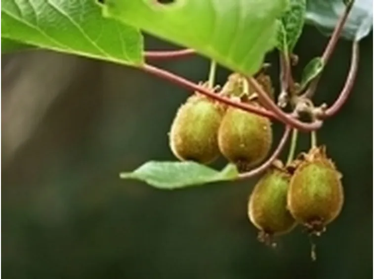 Kiw maturi