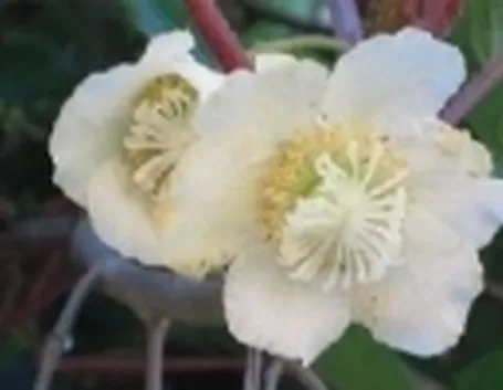 Fiori di kiwi