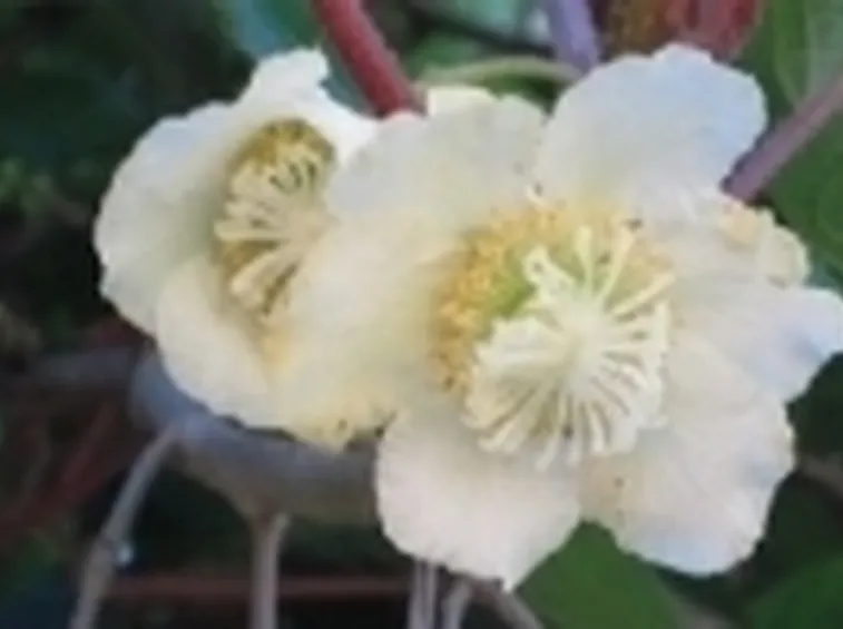 Fiori di kiwi