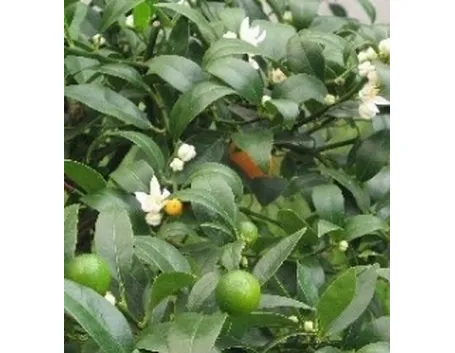 Kumquat