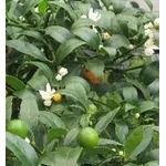 Kumquat