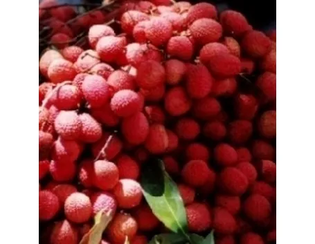 Litchi