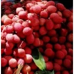 Litchi