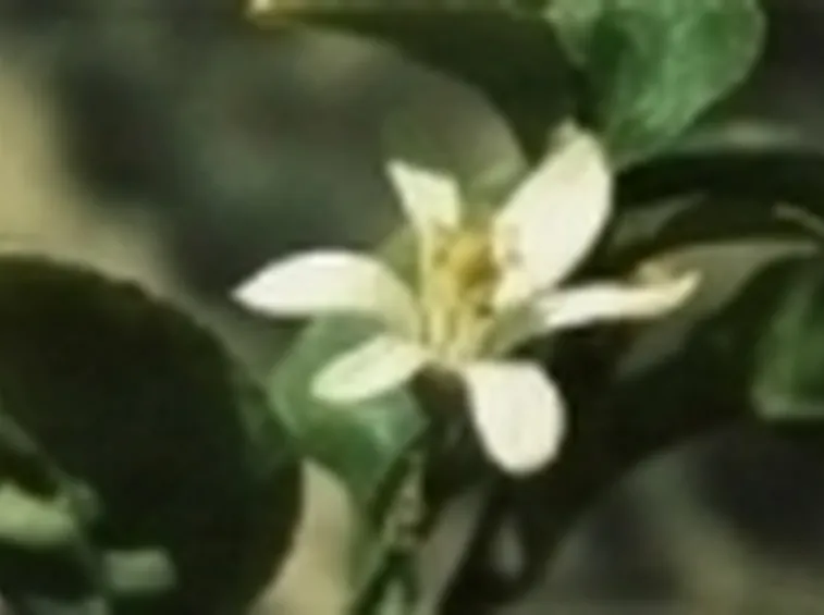 fiore