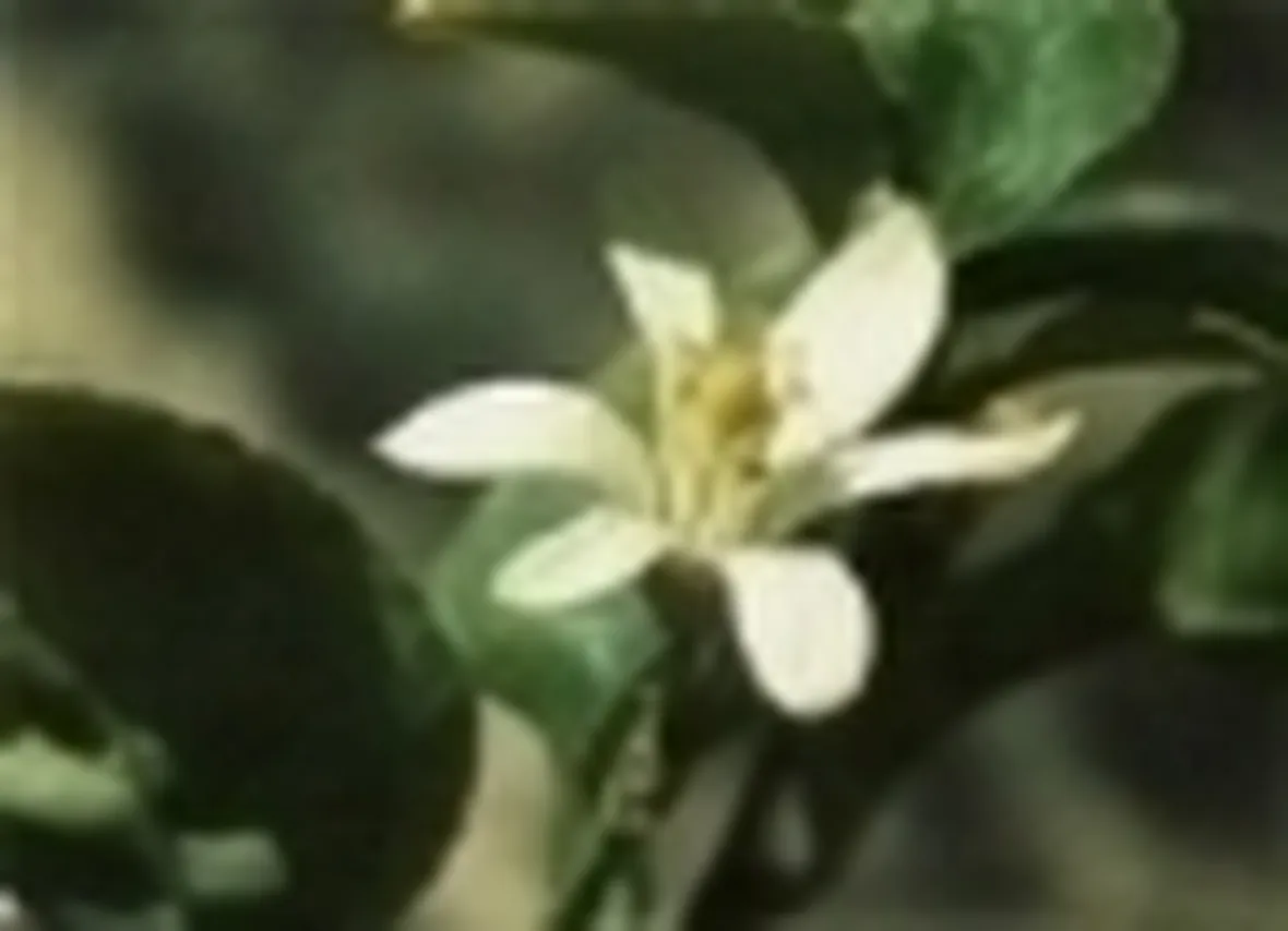 fiore