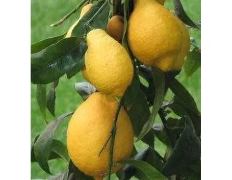 Limoni