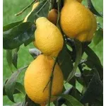Limoni