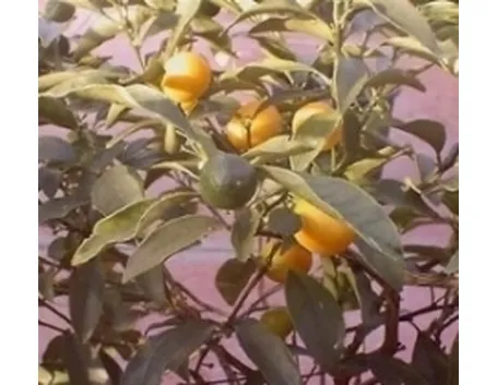 Limoni