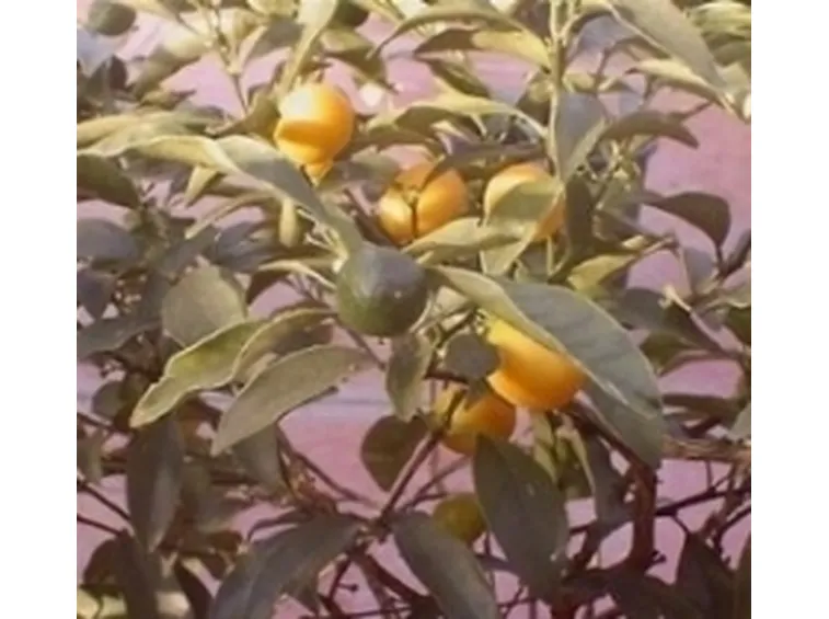 Limoni
